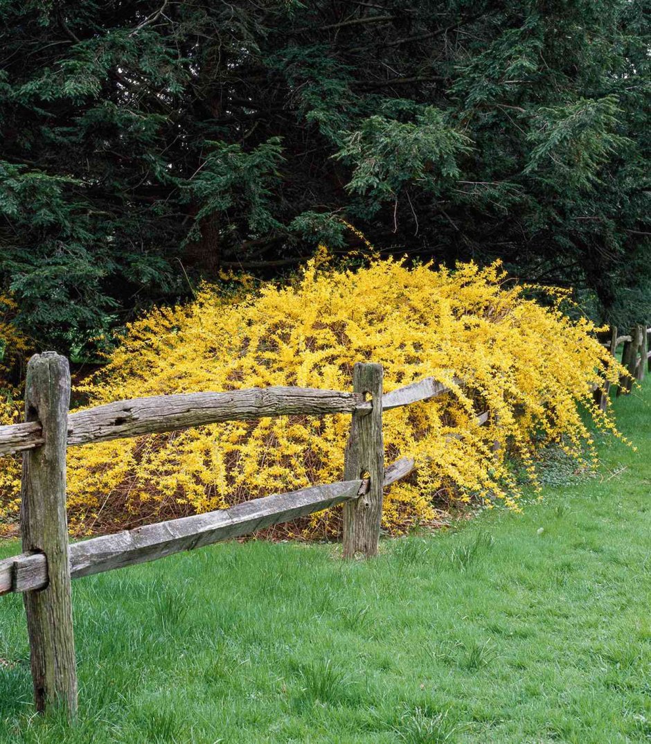 Форзиция в саду ландшафтные хитрости