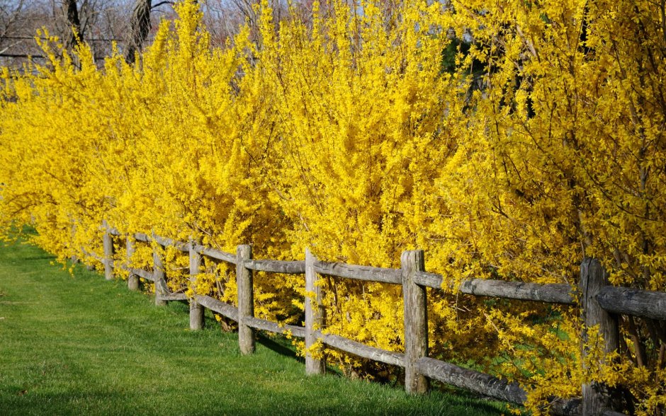 Форзиция Живая изгородь
