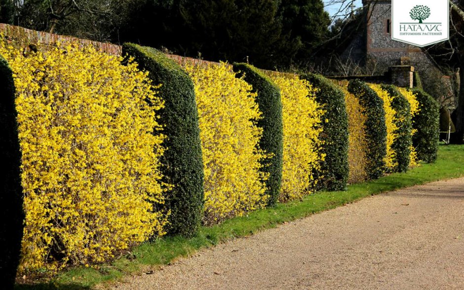 Форзиция Живая изгородь
