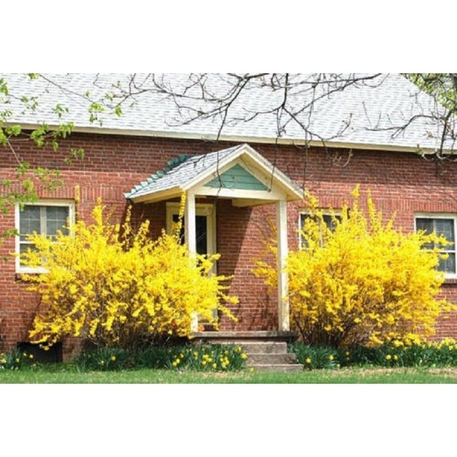 Форзиция с туями