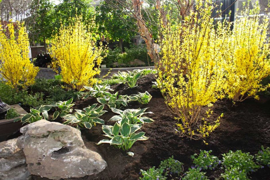 Форзиция средняя Голдрауч