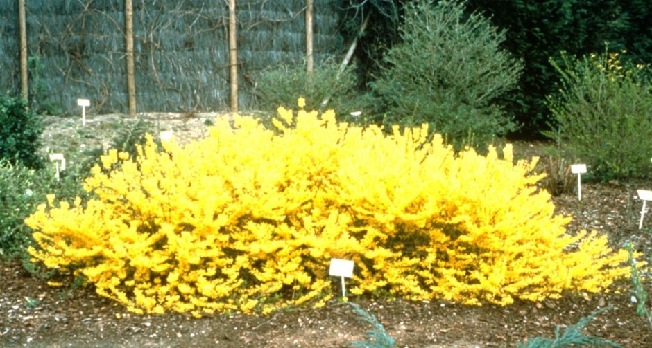 Можжевельник скумпия