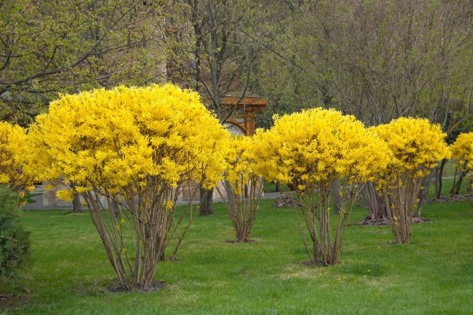 Форзиция на штамбе