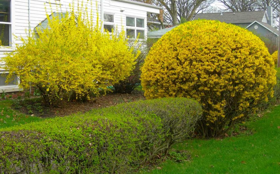 Миндаль Барбарис форзиция