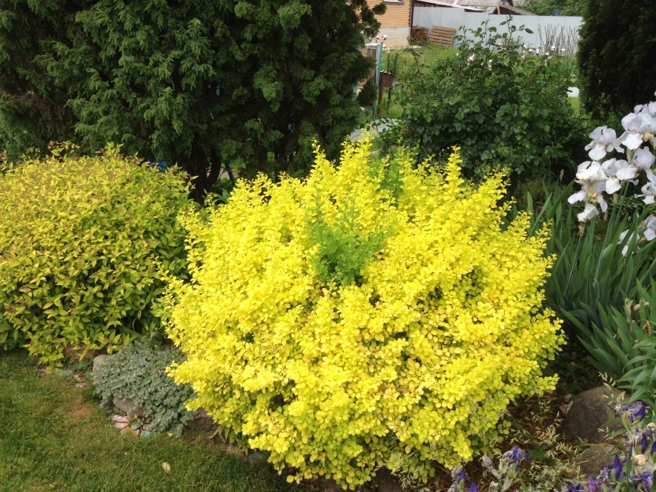 Форзиция спирея Барбарис