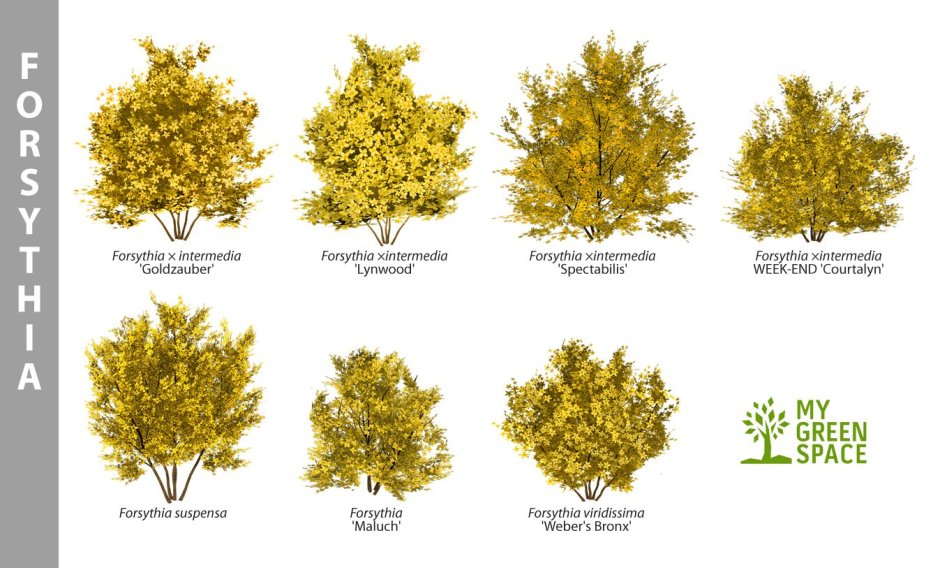 Схемы посадки форзиции с