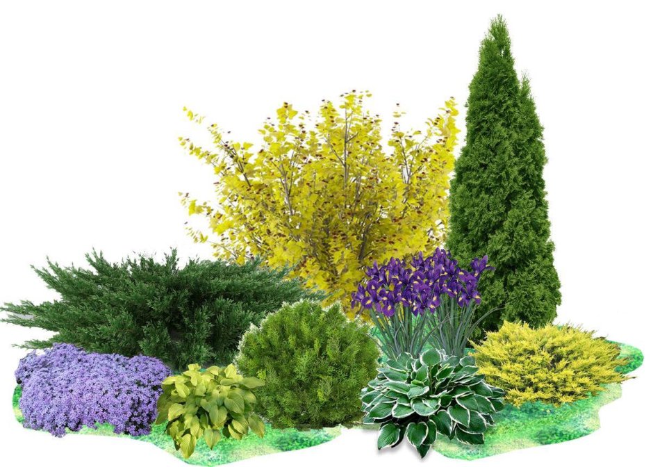 Форзиция Lynwood