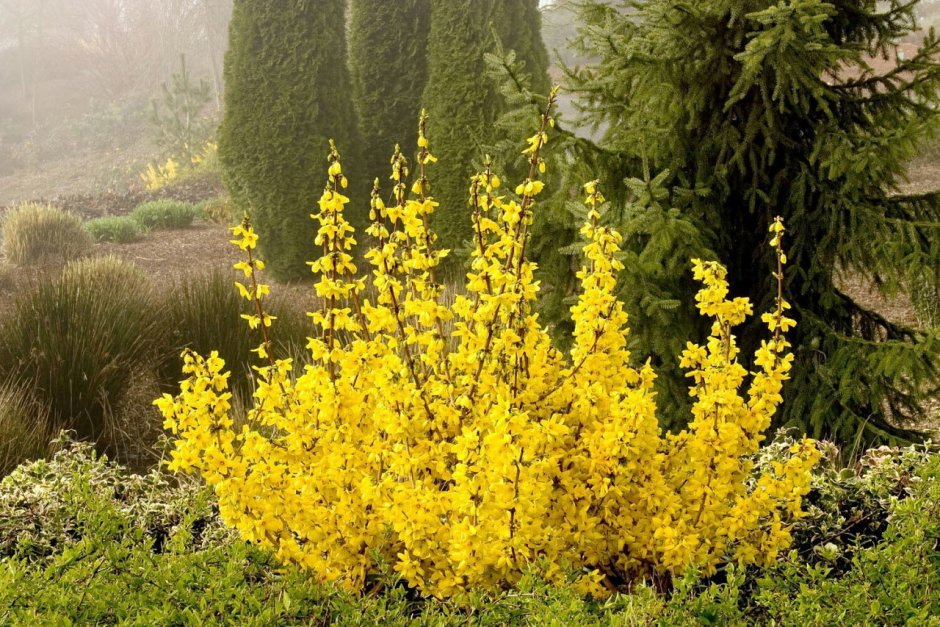 Форзиция средняя Голдзаубер