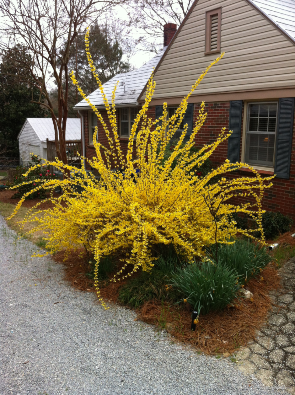 Спирея форзиция