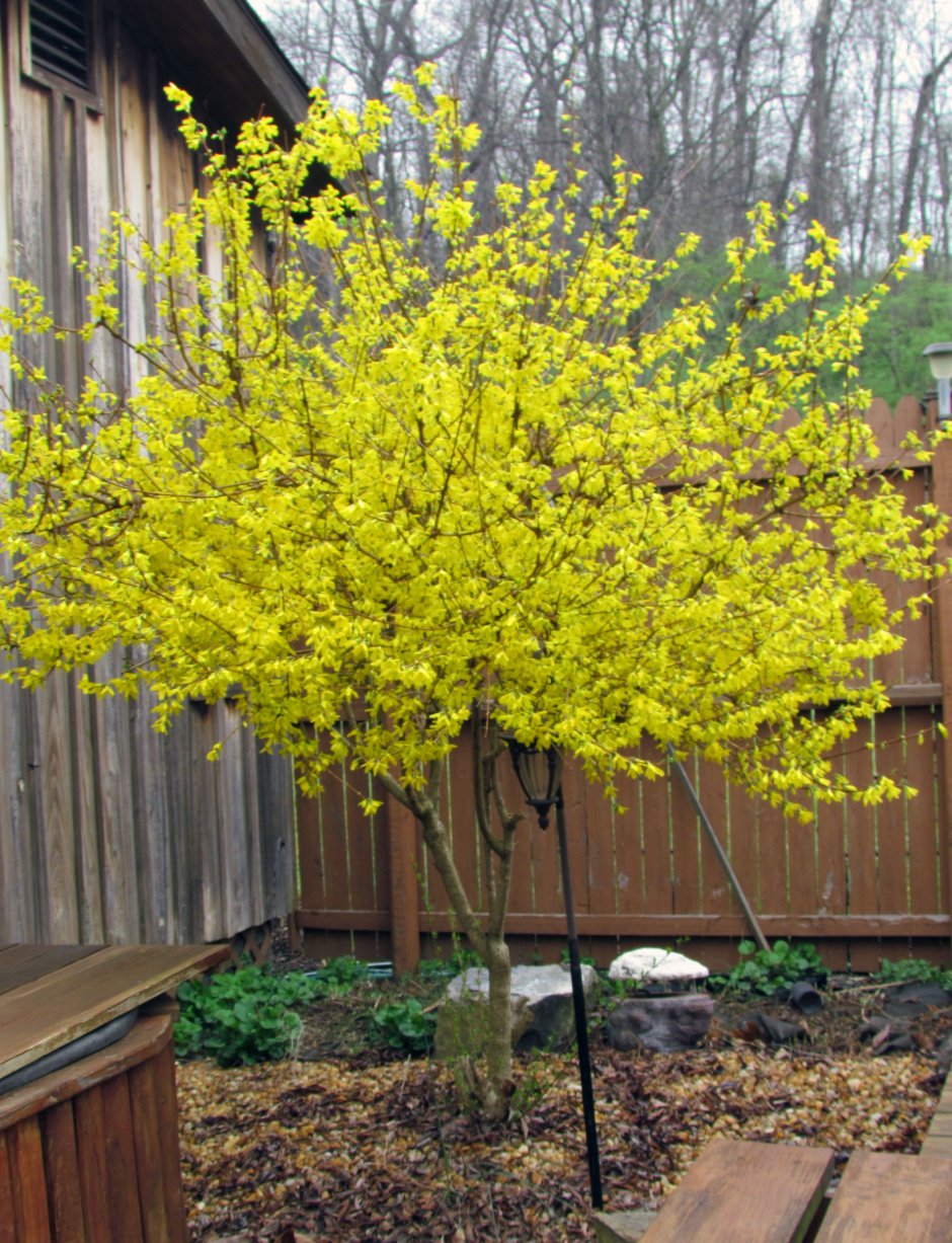 Спирея форзиция