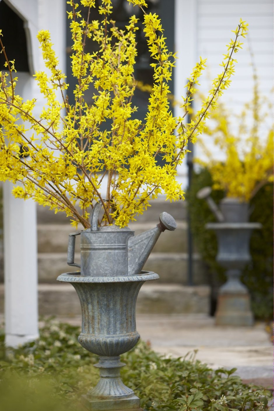 Форзиция пониклая