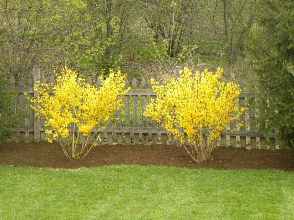 Чубушник Барбарис форзиция