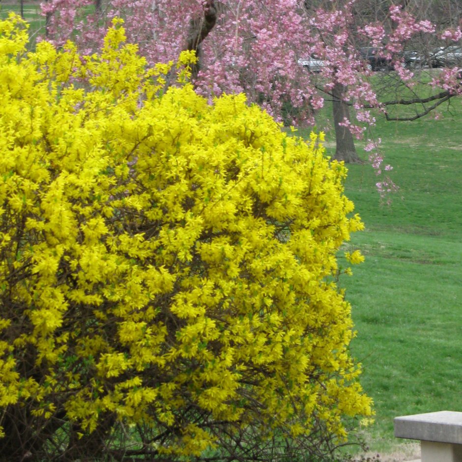 Форзиция шар