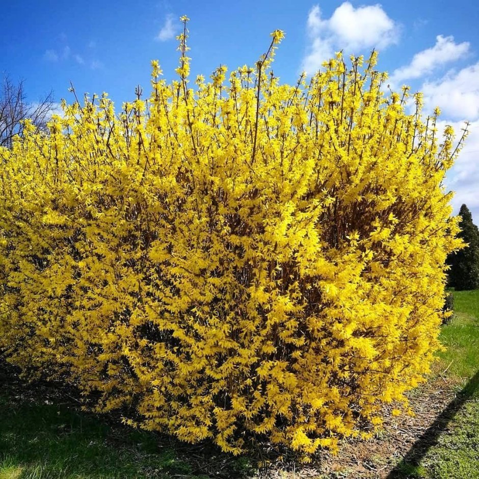 Форзиция Линвуд