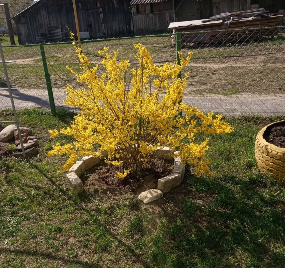 Форзиция пониклая