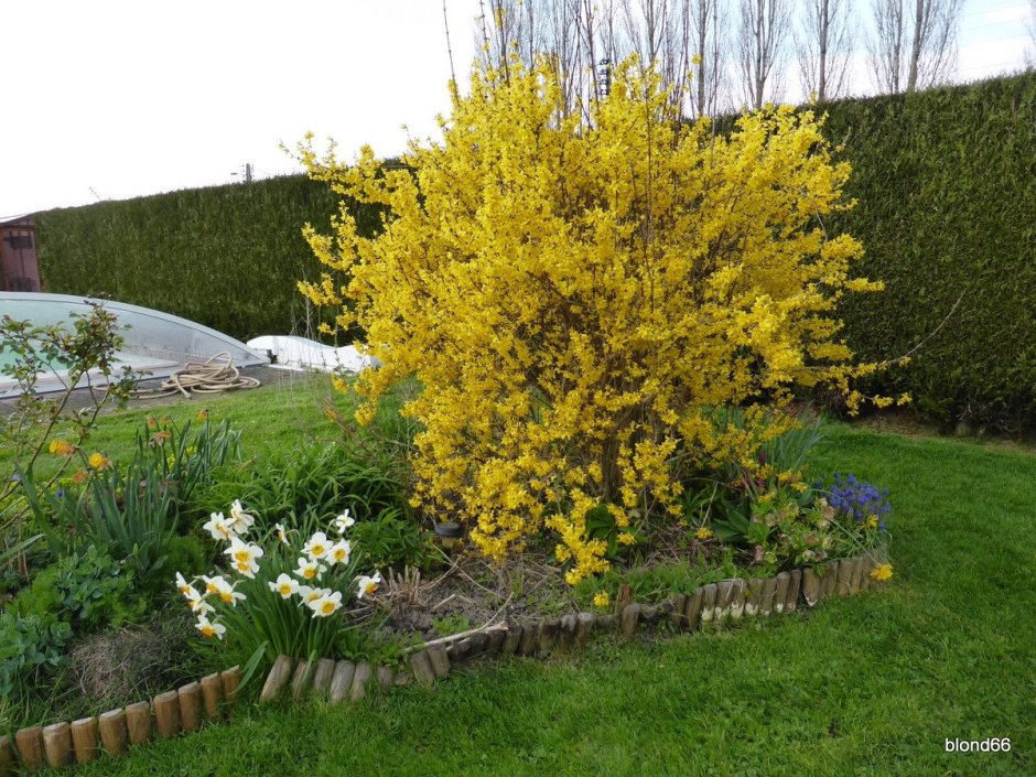 Цветник с форзицией