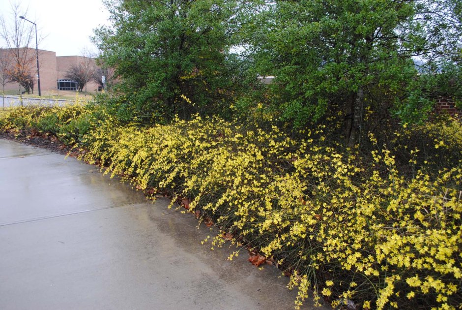 Форзиция флористика