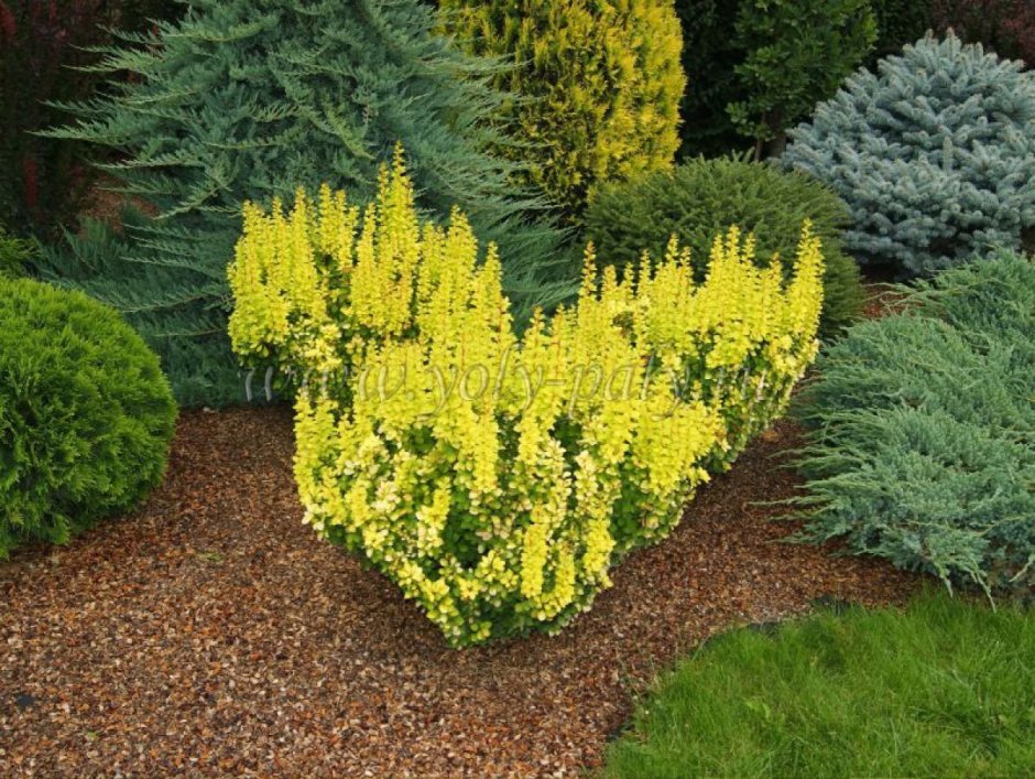 Форзиция Нимбус