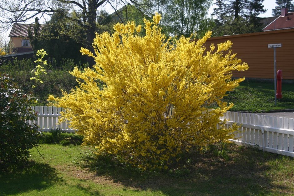 Форзиция Веберс Бронкс