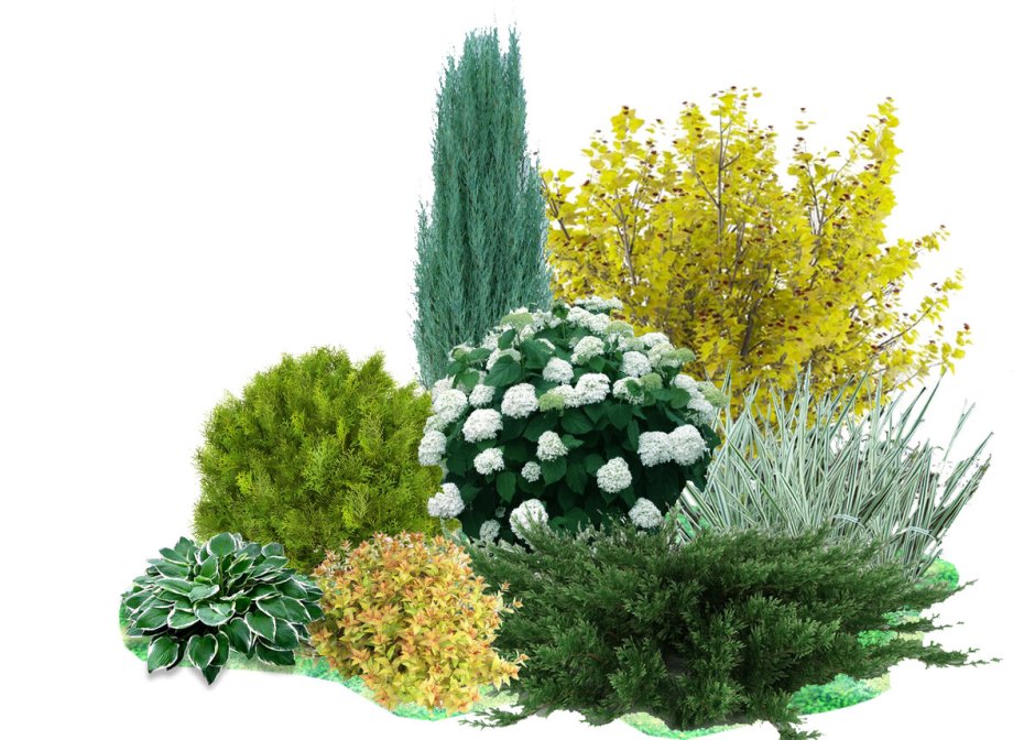 Чубушник голоцветковый Жасмин