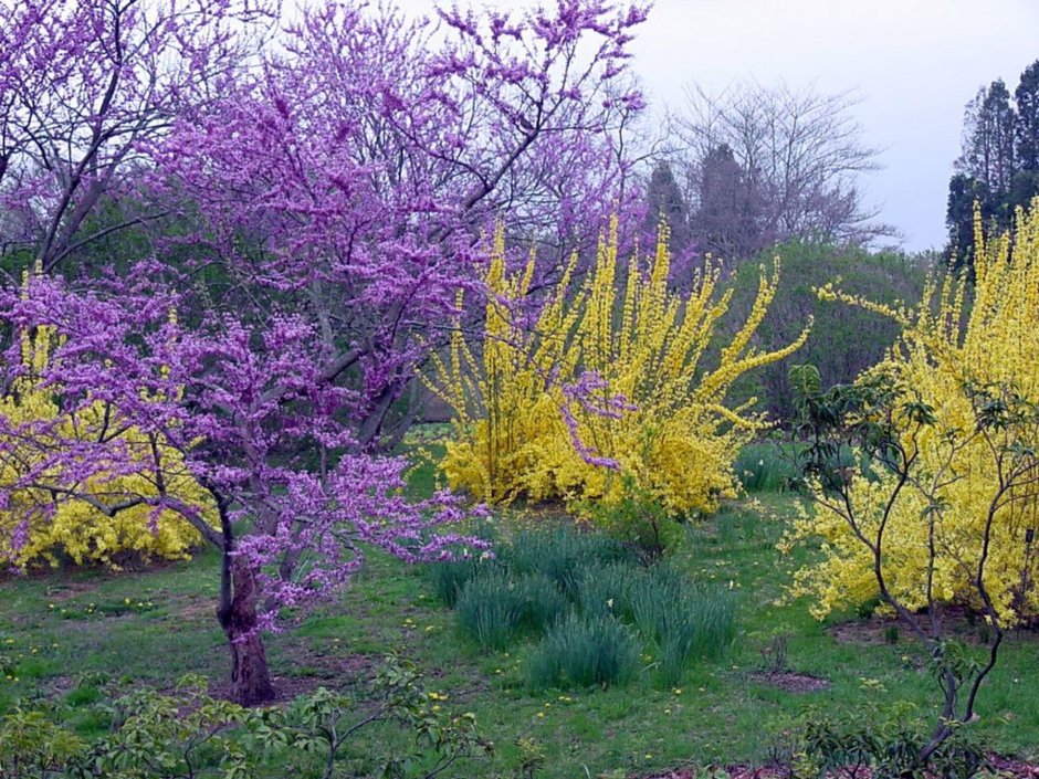 Форзиция с вейгелой