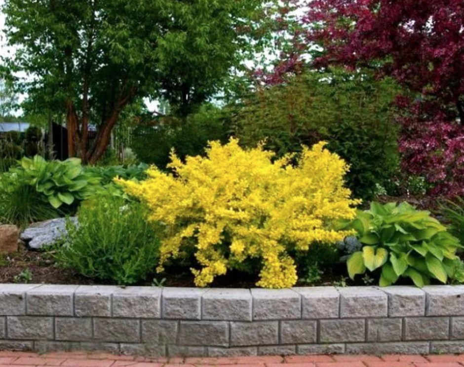 Форзиция Линвуд Голд