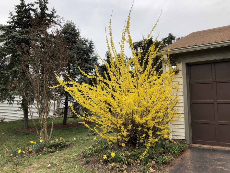 Миксбордер туя Барбарис