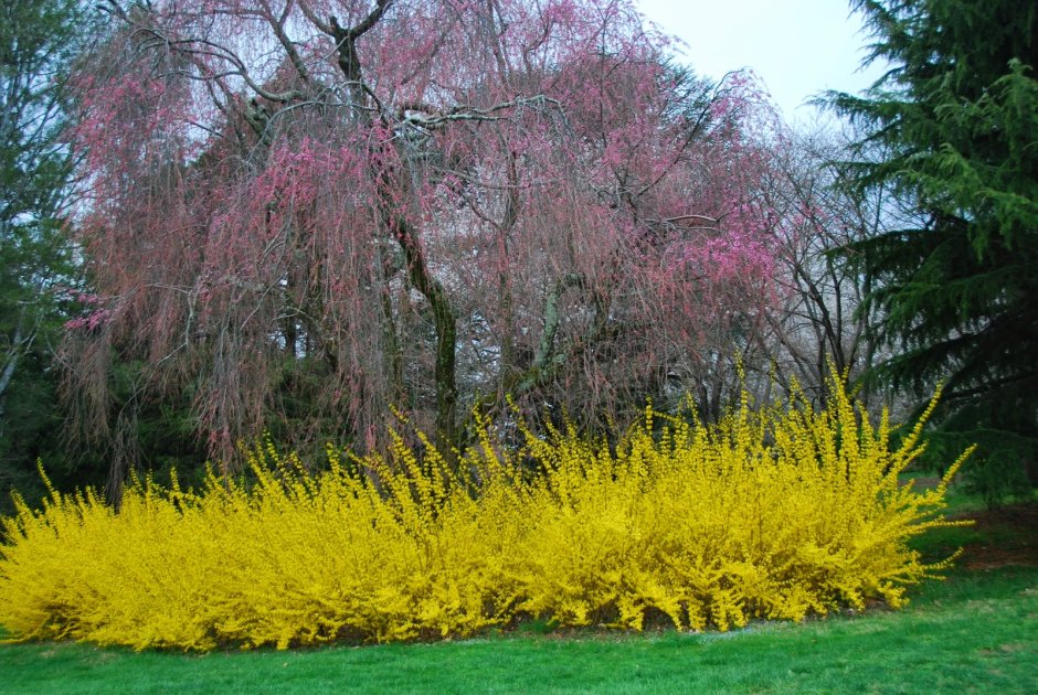 Форзиция интермедиа