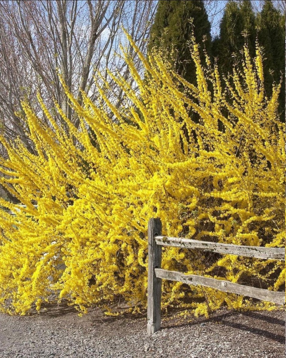 Форзиция спирея Барбарис