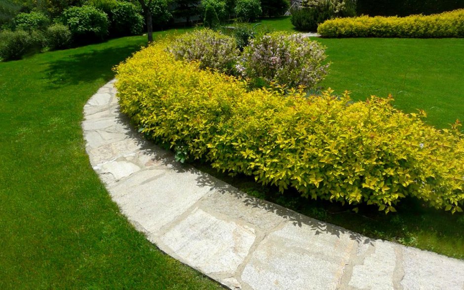 Миксбордер с березой схема