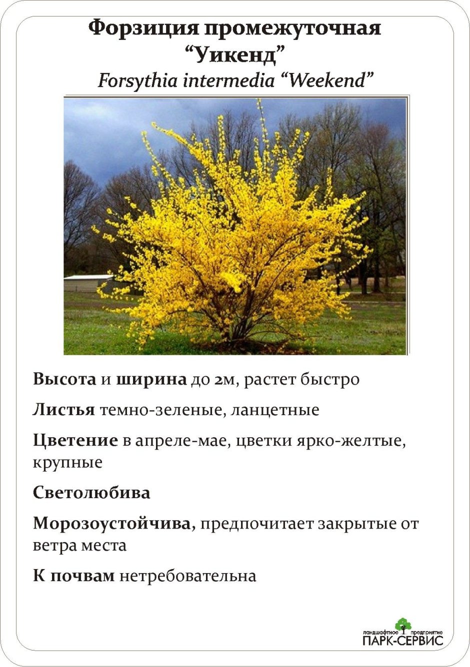 Спирея форзиция