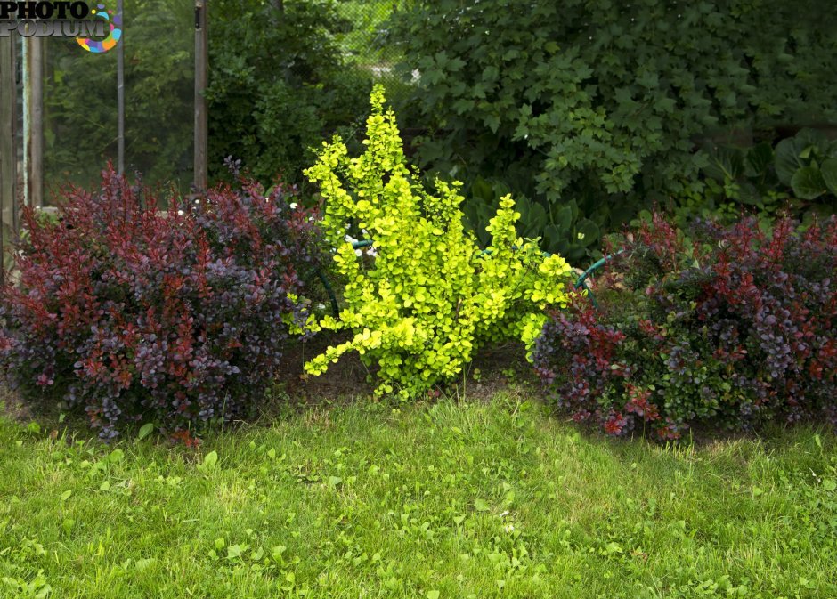 Барбарис Тунберга Ауреа