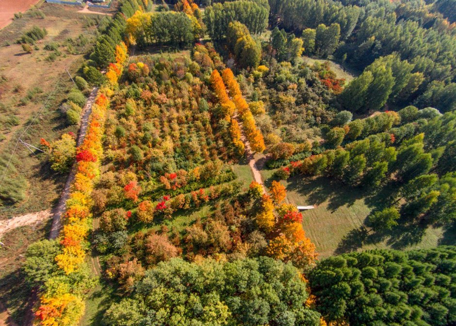 Лесные антропогенные ландшафты