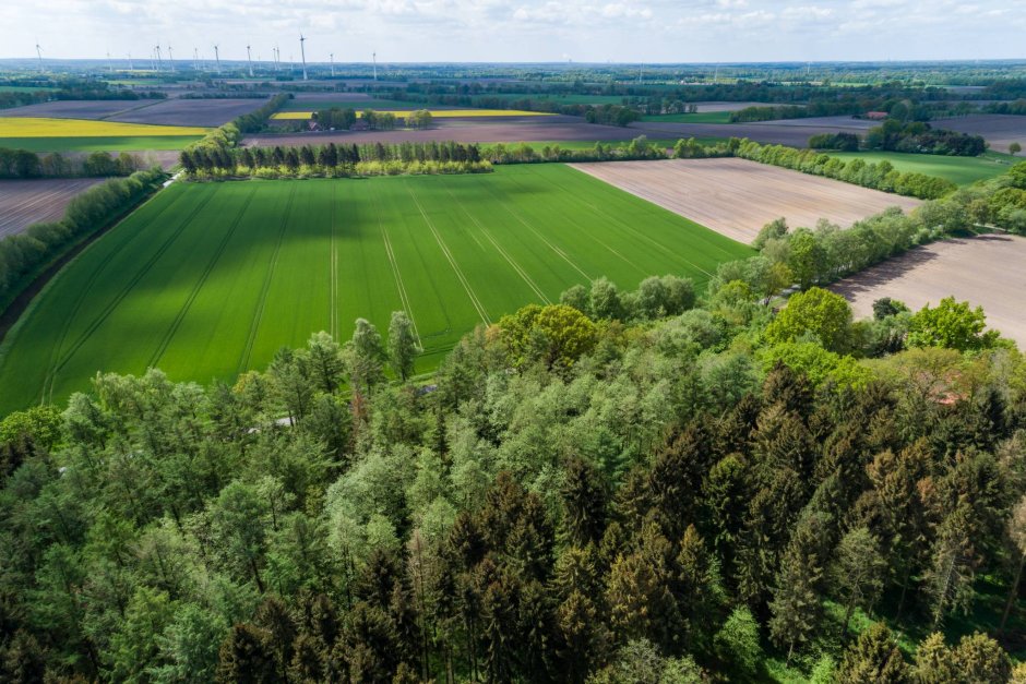 Полезащитные Лесные полосы