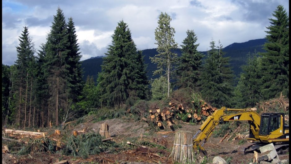 Лесное хозяйство Германии