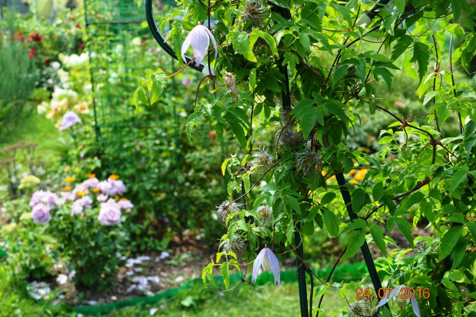 Княжики в ландшафтном дизайне