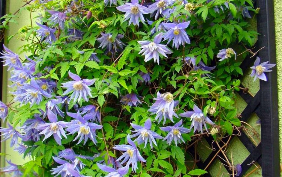 Клематис Ботанический Лемон Дрим