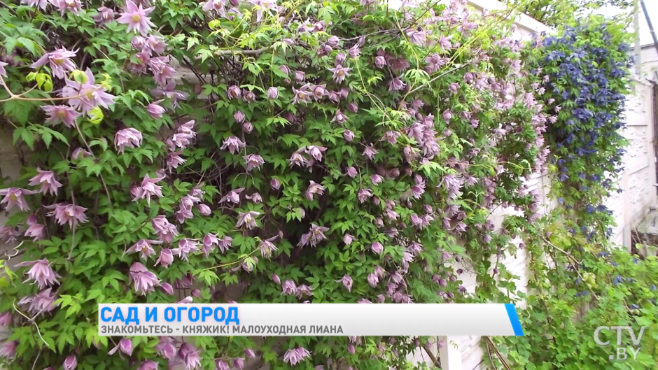 Клематис пильчатый Светлячок