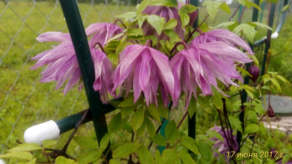 Клематис Лемон Дрим v2 CL