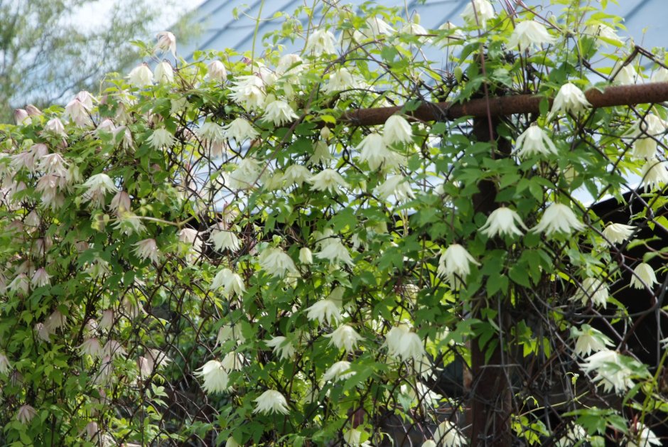 Княжик вдоль забора