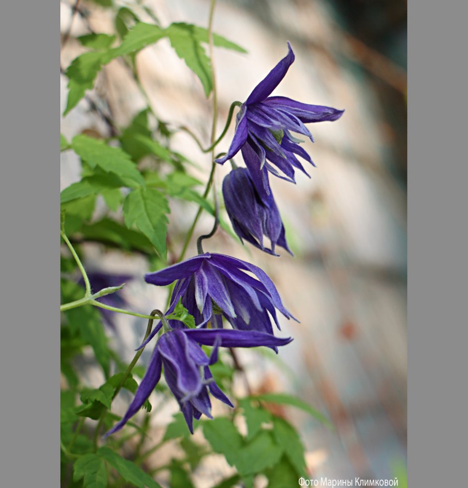 Княжик Блю Эклипс