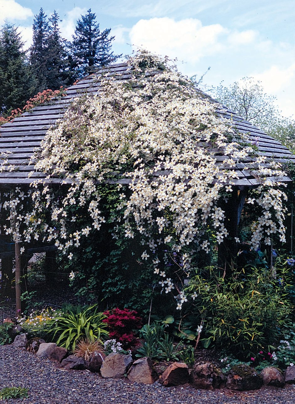 Клематис оплетает забор