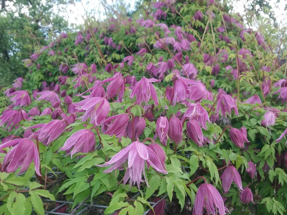 Княжик Сесиль