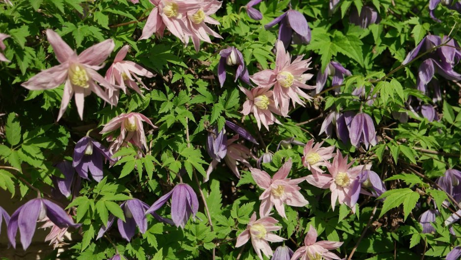 Княжики Октопус