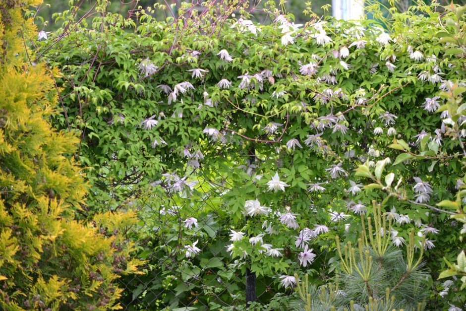 Княжик Рига