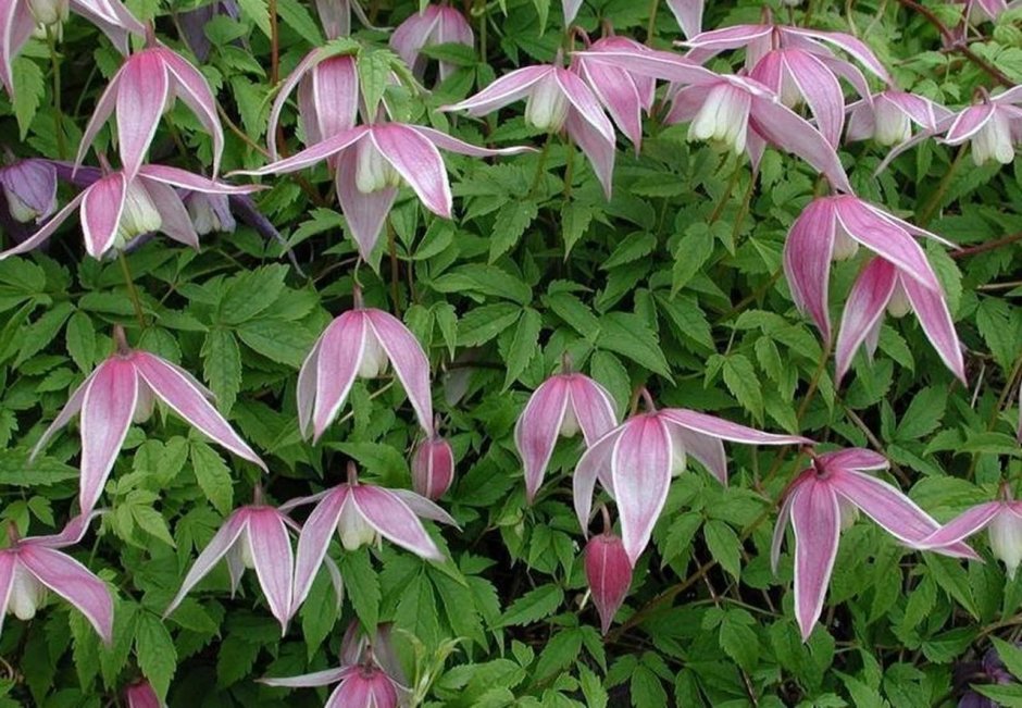 Княжик белый мелкоцветковый