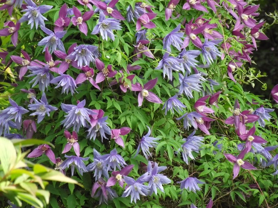 Княжик майдвелл Холл