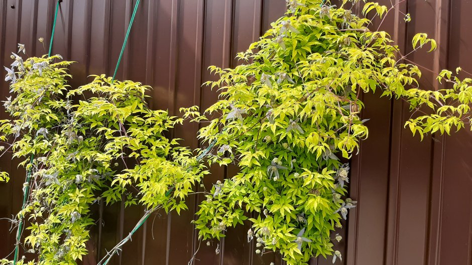 Княжик Лагун