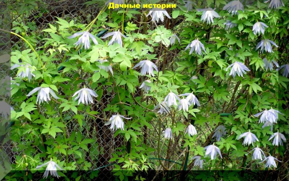 Княжик Рубра Маргината