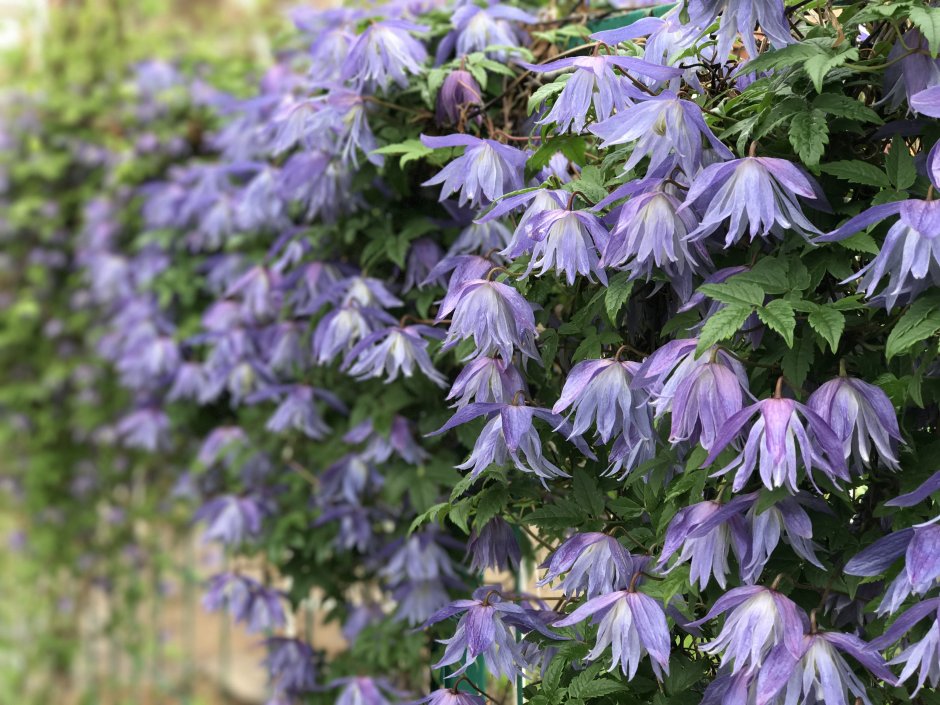 Клематис Ботанический Сесиль